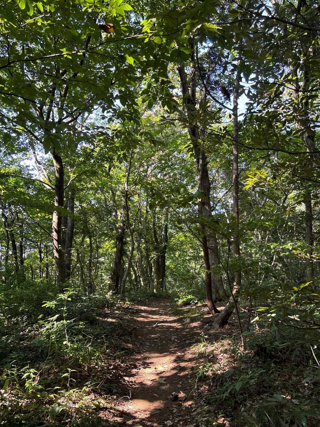 角田山（五ヶ峠登山口）<五ヶ峠コース>の写真