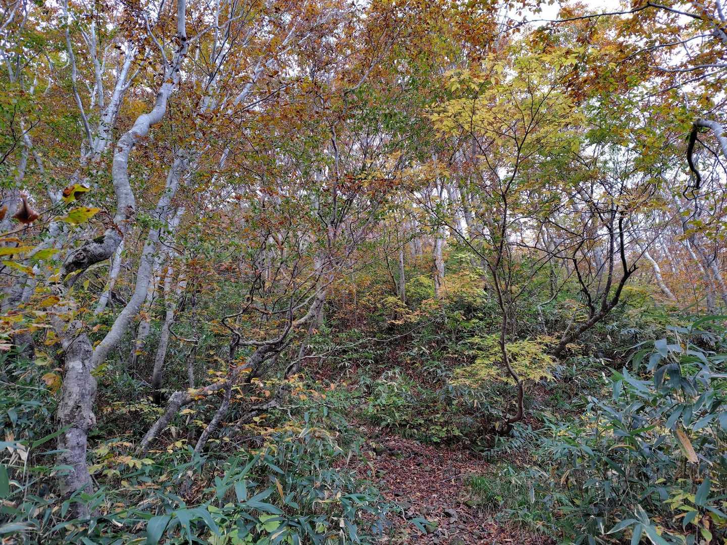 和賀岳山頂往復コースの写真