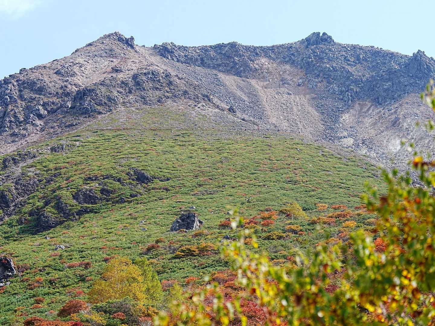 山腹の笹原