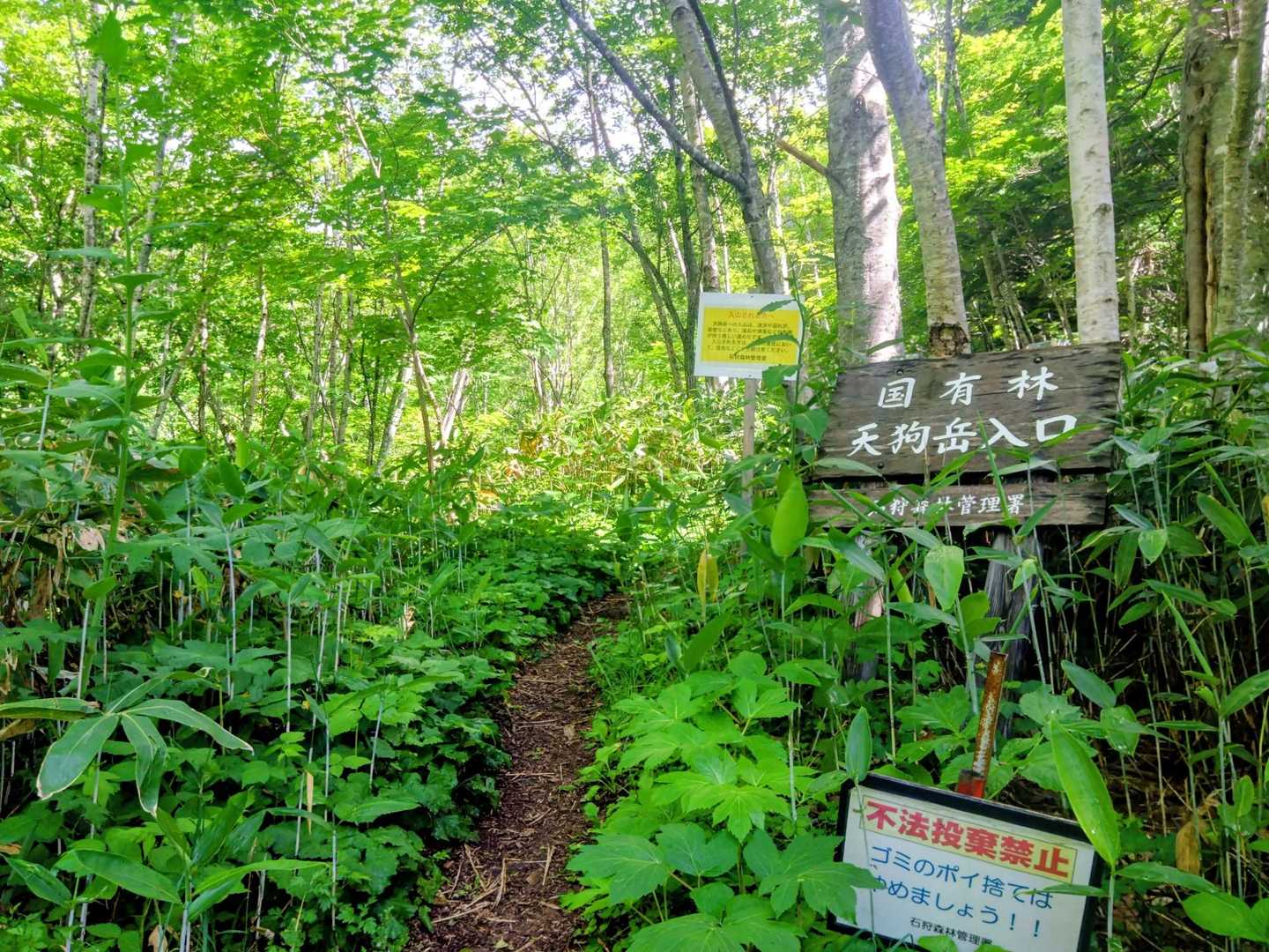林道を無心で歩き
やっと登山口