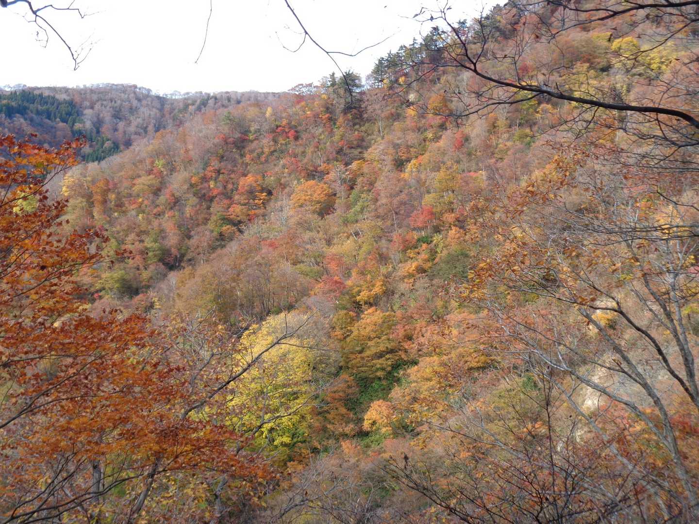 黒菱山 往復コースの写真