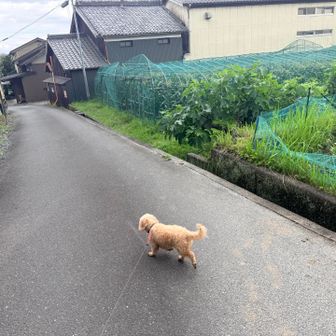 人里に出てきて一安心。お疲れ様でした。この後、アイス饅頭食べて、サッカーの勝利も知ってご機嫌に帰りました。帰宅後、肉じゃがと親子丼と味噌汁、唐揚げ作って家族サービスしました。そろそろカップ麺難民やめて山でも料理しなきゃなぁ。