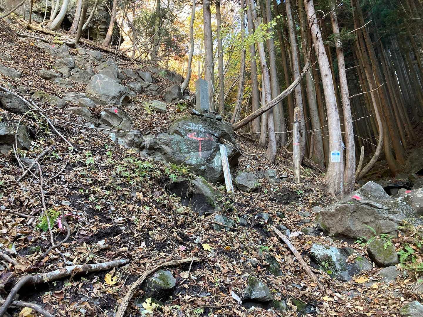 どっちが正解❓右に進んだら…色んな位置にピンクテープ巻かれ💦道迷ったかと思いました💦