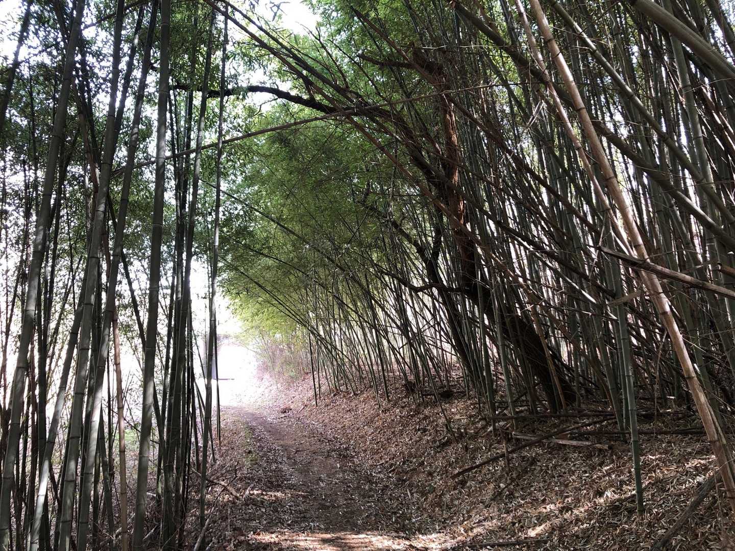 虚空蔵山 周回コースの写真