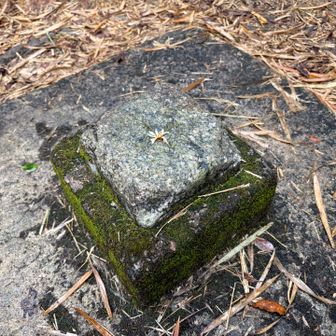 山頂到着⛰️
眺望はありませんが、
達成感ありです♪