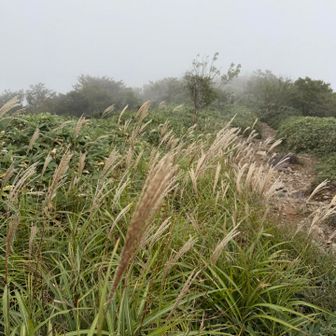ススキ🌾秋っぽい🍂