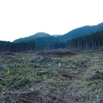 登山道は赤いリボンがついてました。