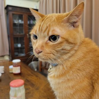 ニャンゴロータ