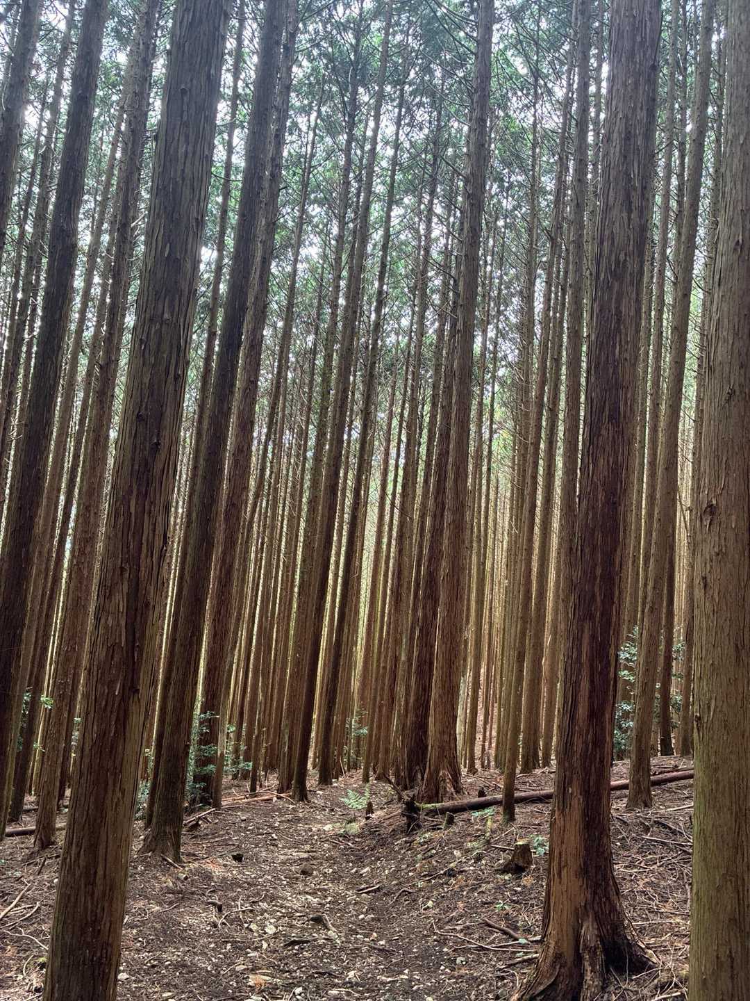 天ヶ滝新道登山口-伏見峠-金剛山葛木神社-金剛山 往復コースの写真