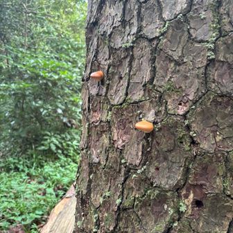 きのこ🍄？