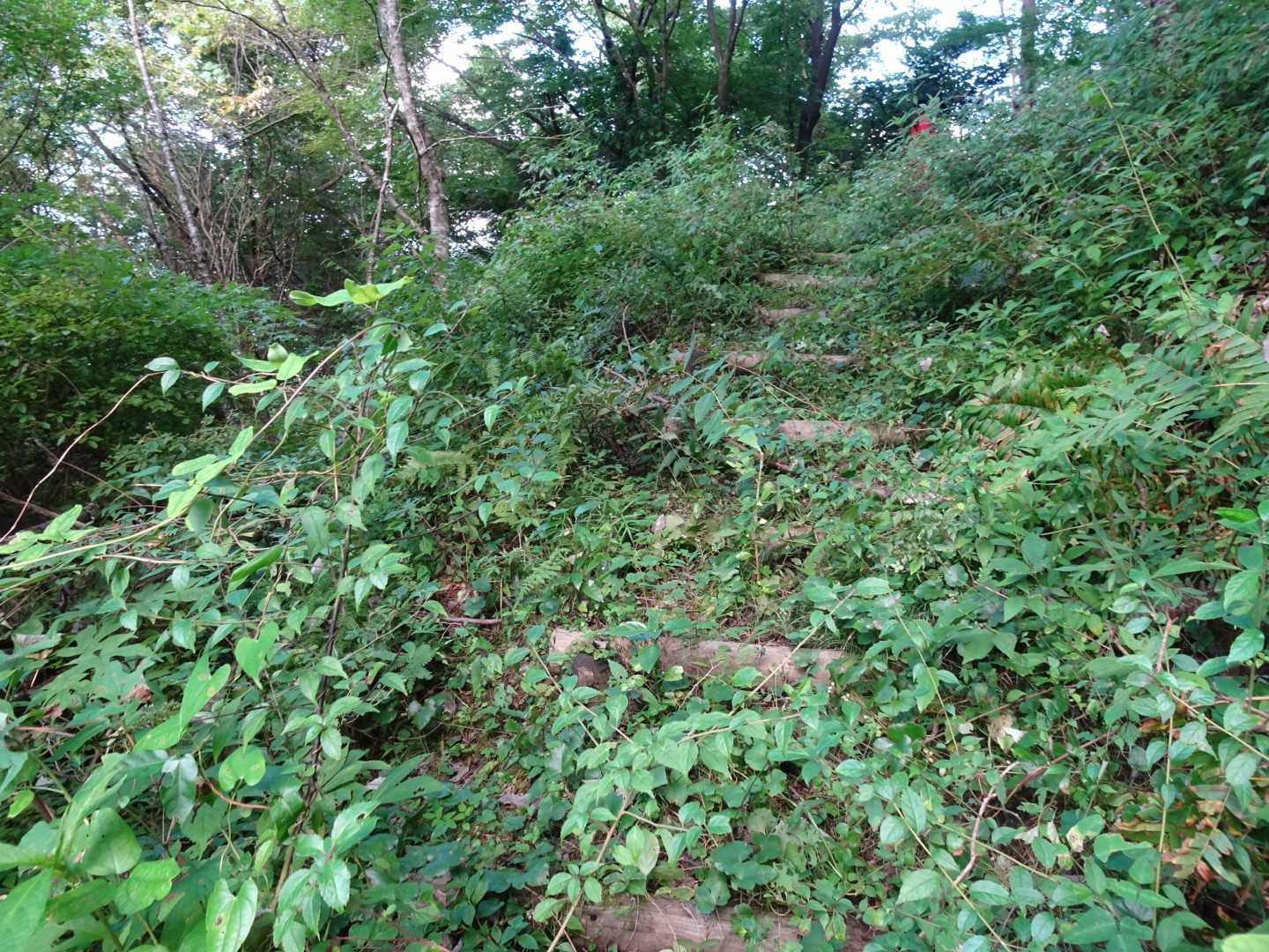 ここの前に、道に迷う😵💦
いやいや今日迷うのは2度目😅
よく見たら
草の中に木の階段が！👀