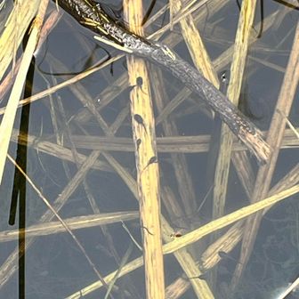 オタマジャクシいっぱい🥰