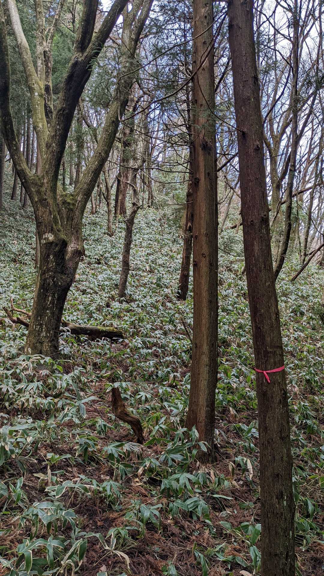 熊笹🌿🌿🌿🌿🌿🌿🌿🌿🌿🌿🌿🌿🌿