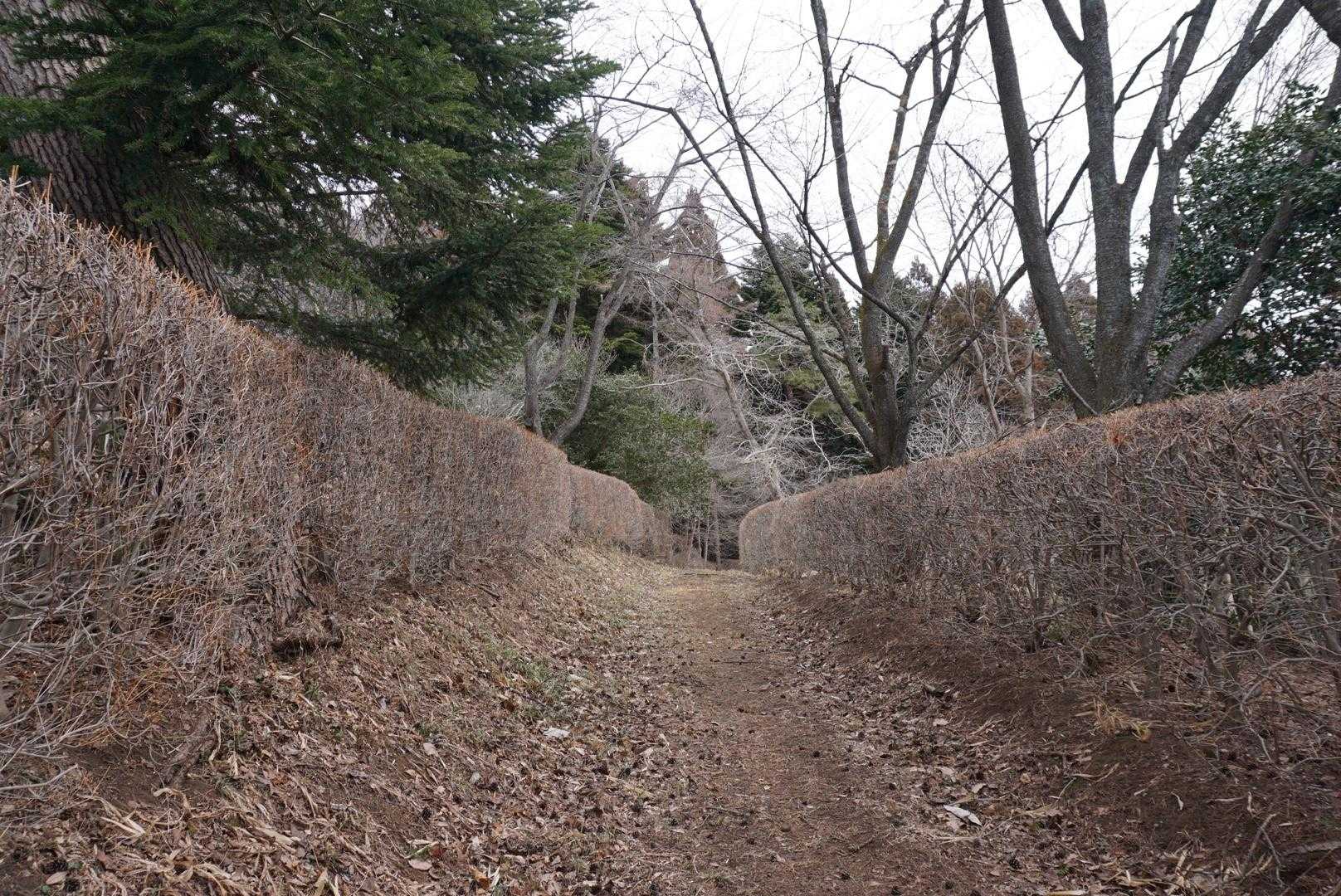 ドウダンツヅジロード