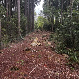 ピンテもあるけど　探しにくい　トレースもあるけど簡単にルートから外れたりするので要確認　ここら辺がピークなんだけどな