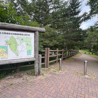 駐車場🅿️から天女山頂に向かいますが、やや下りです。