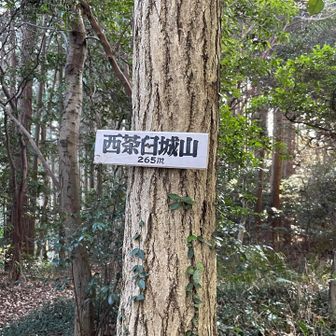 城山だから石垣があるんだかね