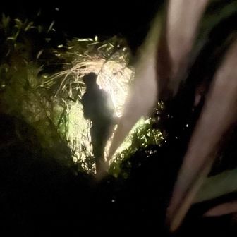 地図上は道が無いけど、踏み跡👣有るんで👌
ちょい藪漕ぎに…付いて行きます‼️💨💨