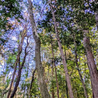 爽快✨️　この辺りが権現山のはずです😅