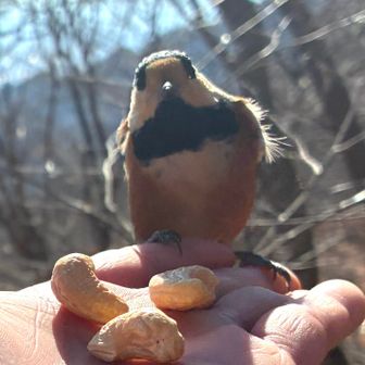 目がかわいーい😊なーに😊
小鳥の写真はこれがラストでーす😅
ありがとうございました😊