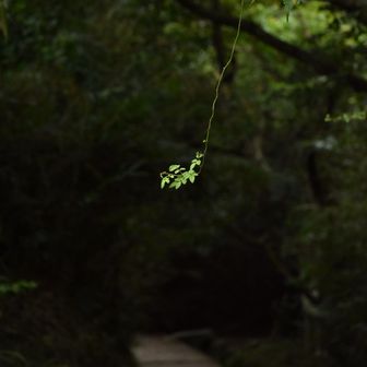 季節の移ろいを、いろいろと感じた朝だった。