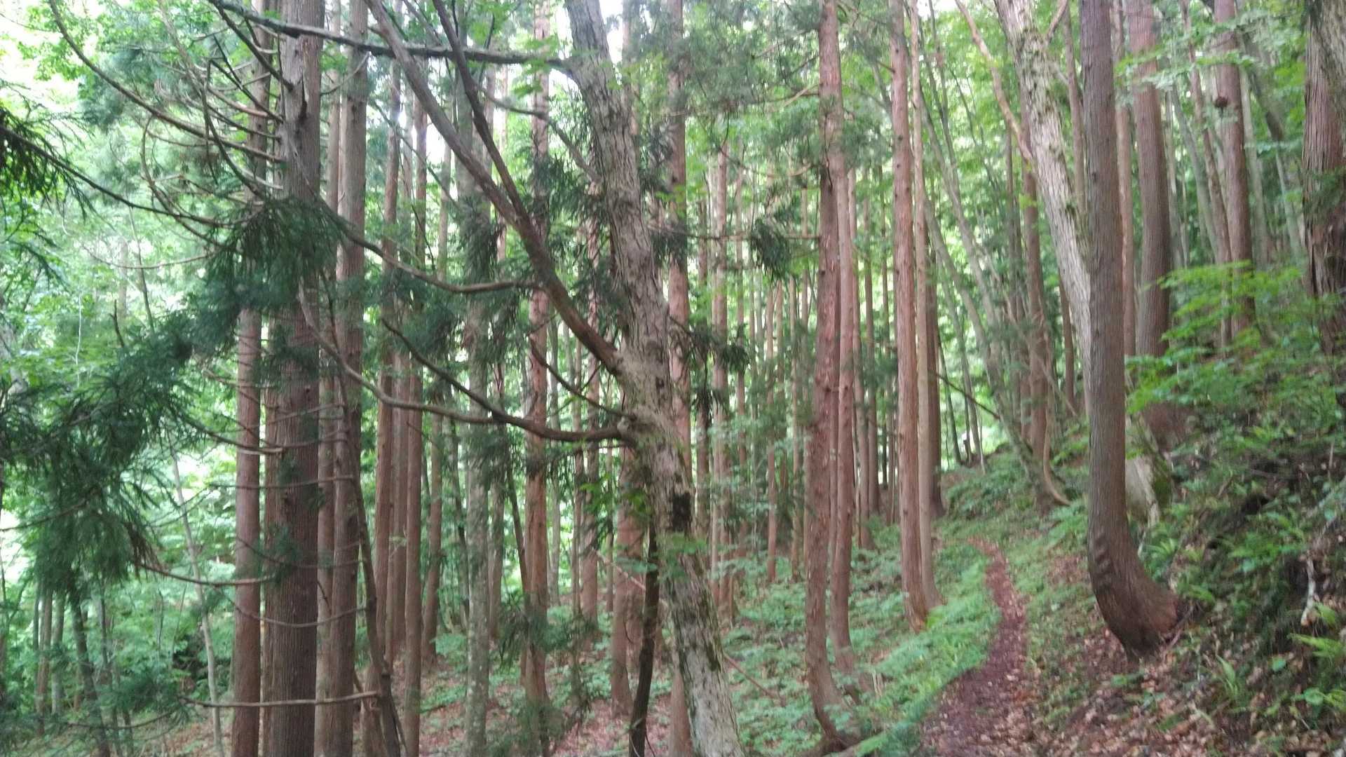静かな森