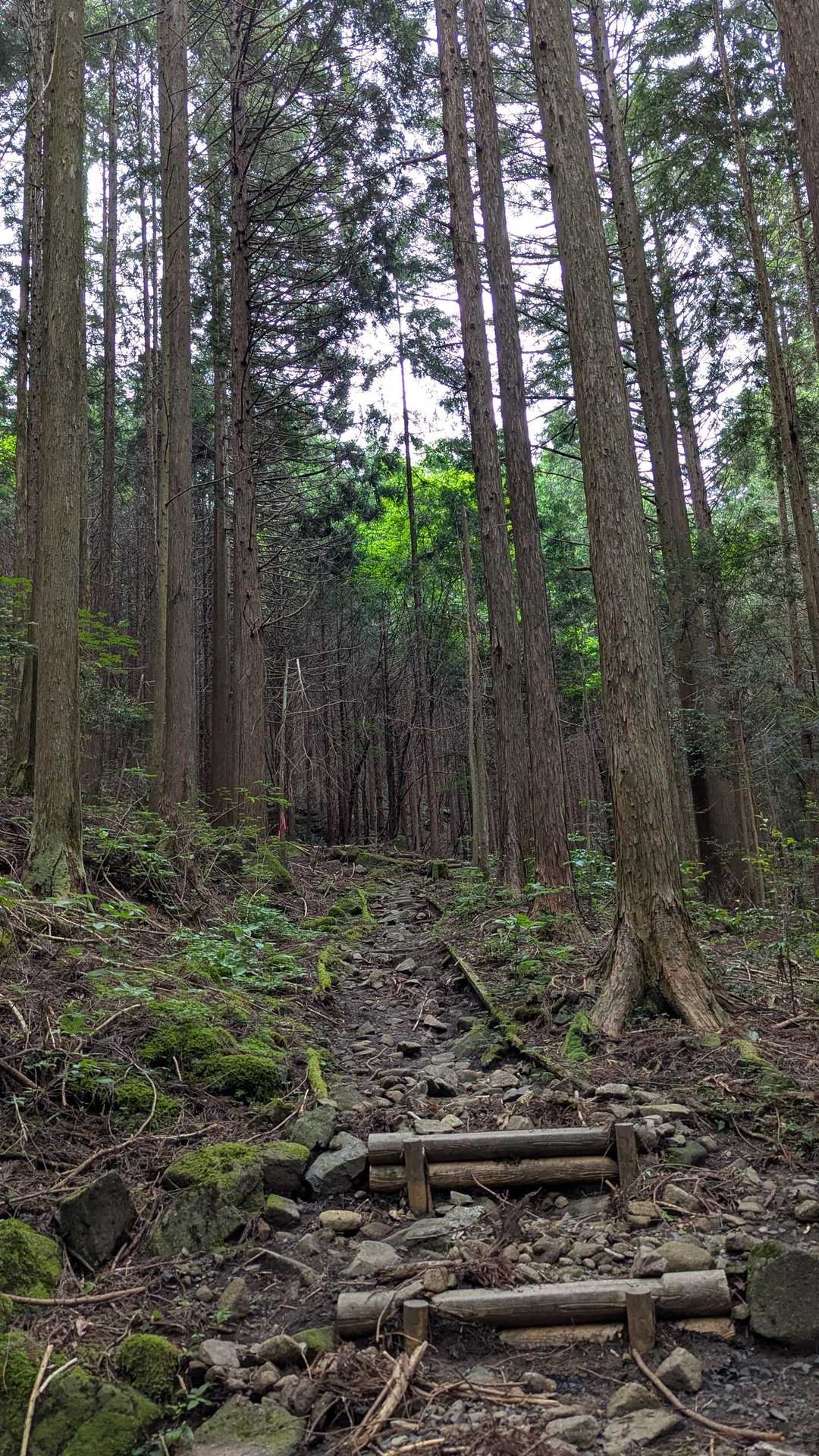 とても整備されています。急なところもなく遠足向きね