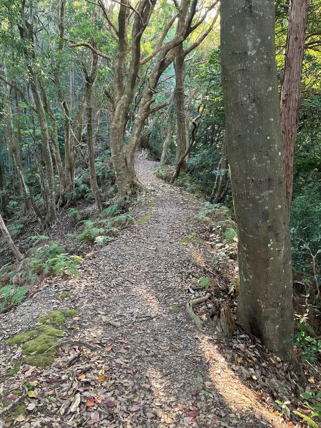 鼓ヶ岳西峰-鼓ヶ岳 往復コースの写真