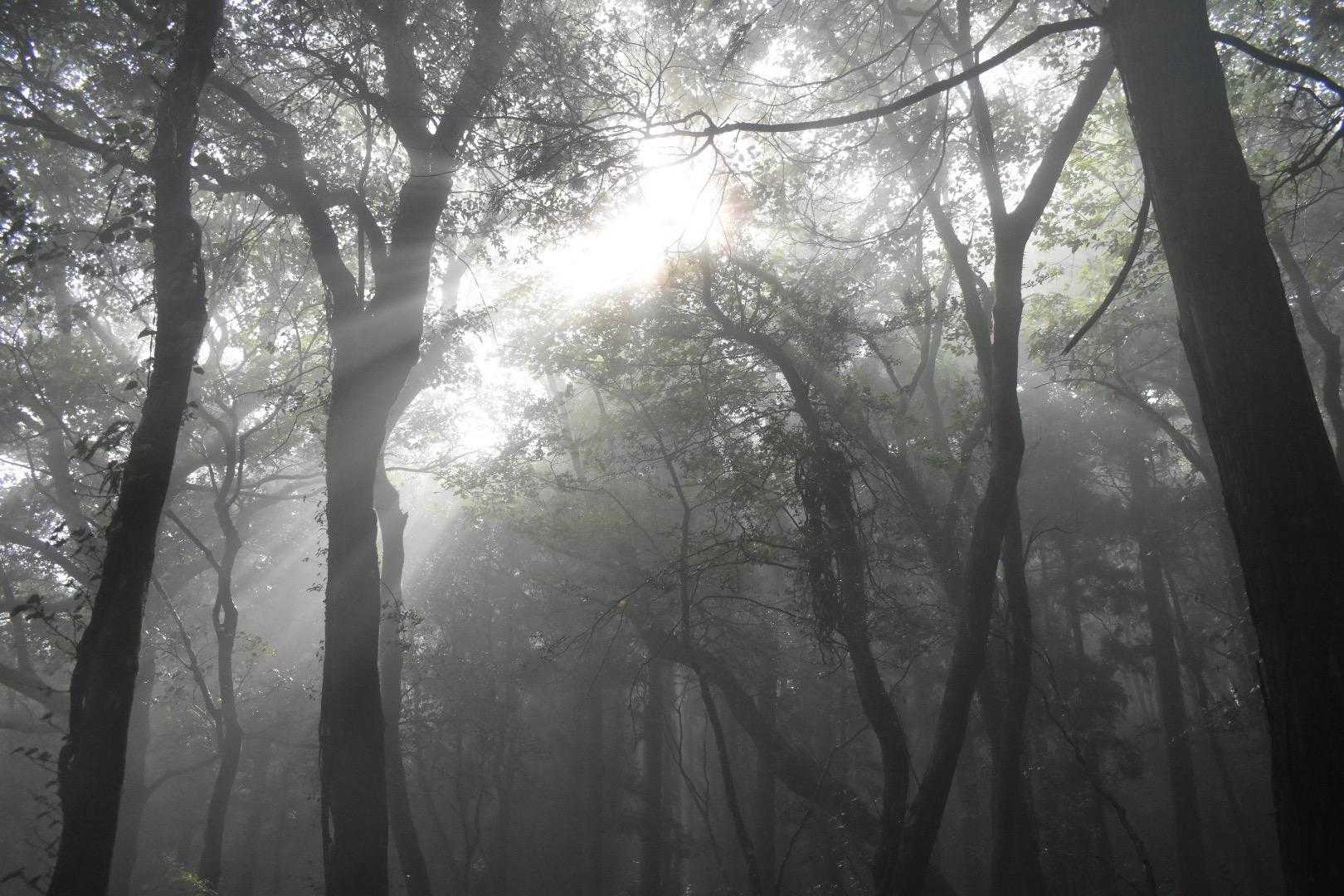 たまに陽が差します。
