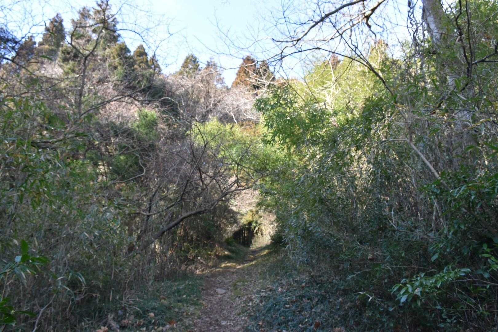 登り初めの登山道
