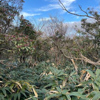 山頂の奥まで行ってみたが、何も見えなかった・・・。😅