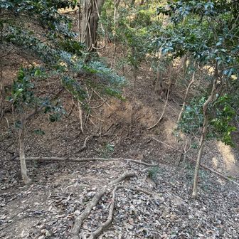 山城だけあって堀切があちこちに有ります。