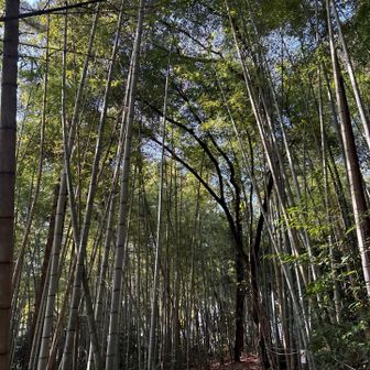 竹林がいい雰囲気