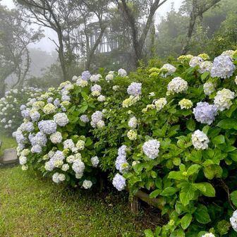 紫陽花の季節