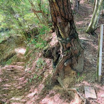 左がトレイルなんだけど右にも踏み跡🐾

最近こういう地図にない踏み跡見るとバリ猛者さん達のレポが頭をよぎる🤭ﾄﾞｺｲｸﾔﾂ?