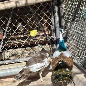 ハルピン孔雀🦚