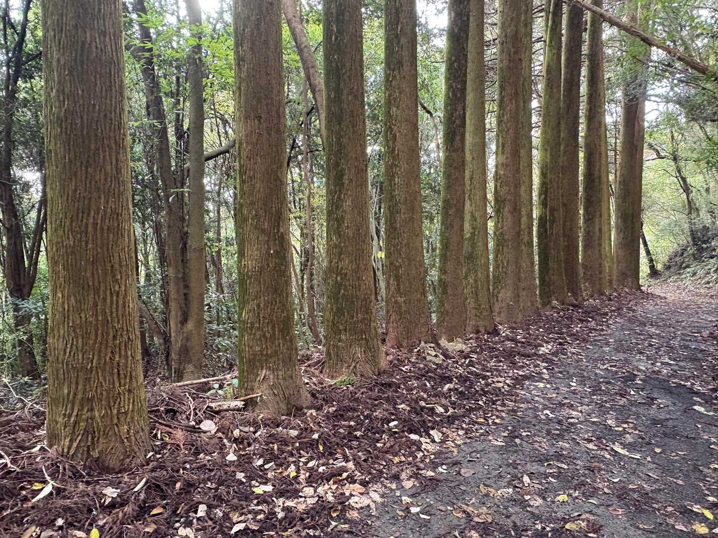 矢筈岳-諸正岳 周回コースの写真