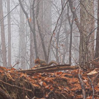 いきなりリス二匹発見