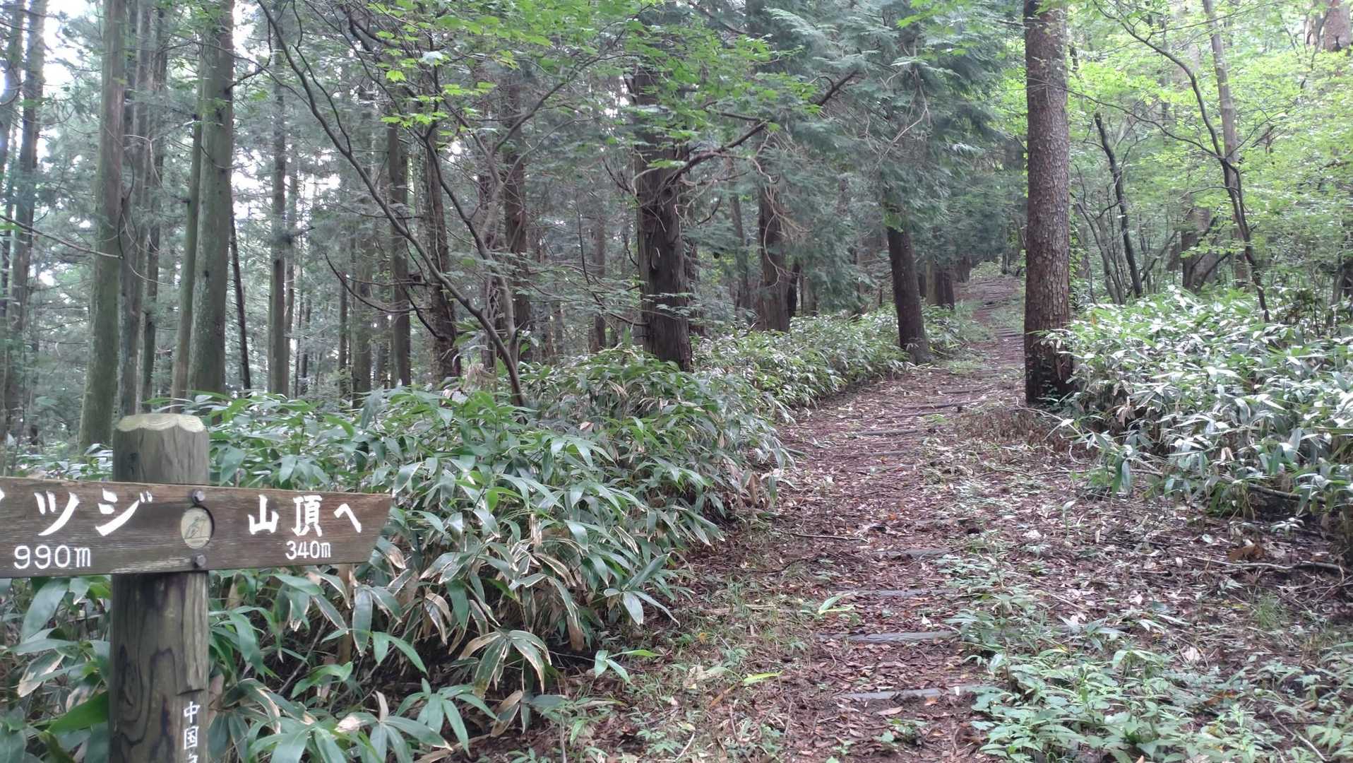 終始歩きやすい道。メマトイさえいなければ。