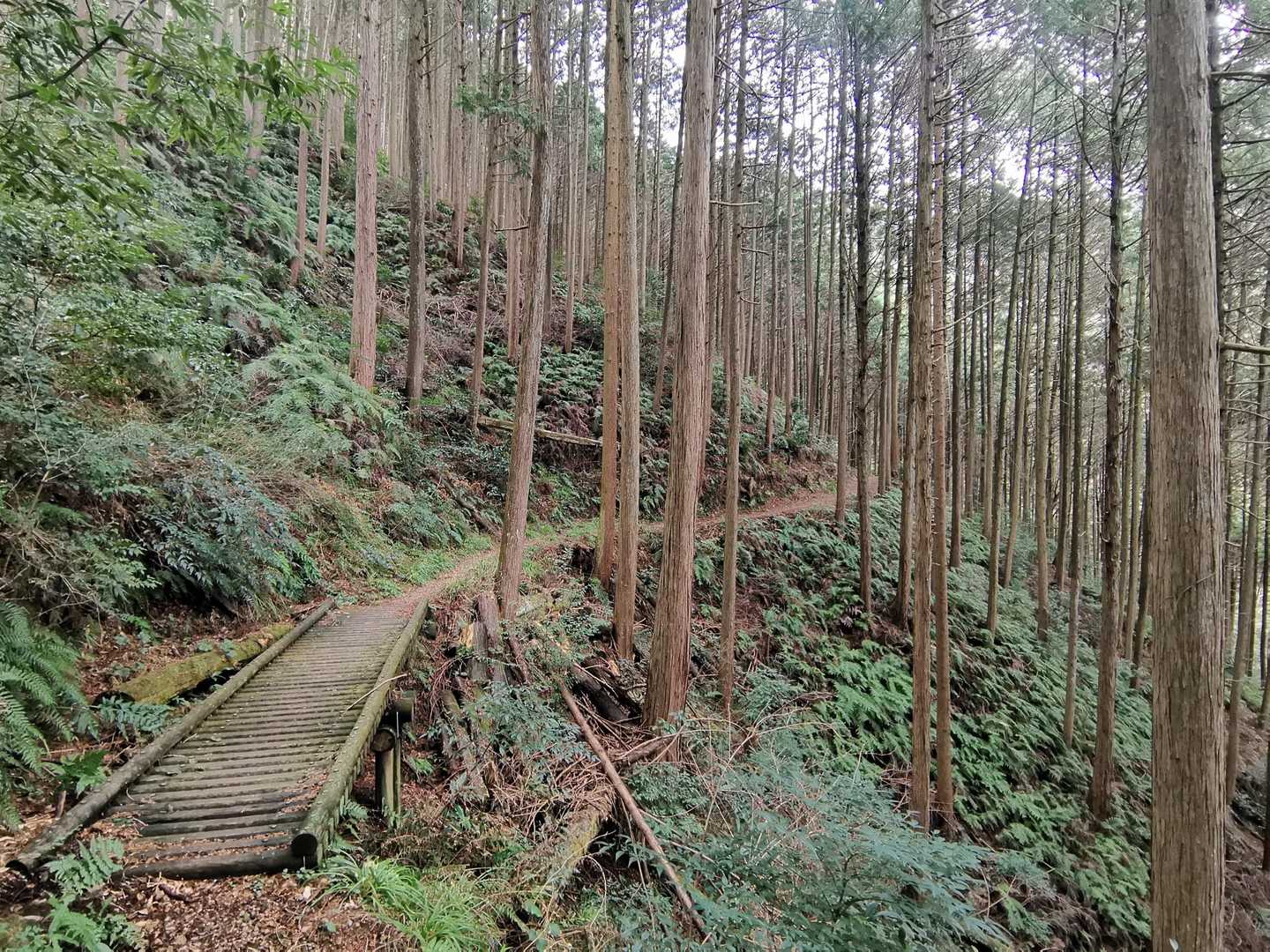木製の橋、何ヵ所かあります🥾
