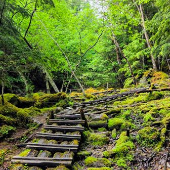 苔の中を進む木道が 気分を上げる⤴️⤴️