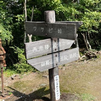 ワサビ峠
視界も変わり山の雰囲気も明るくなりました