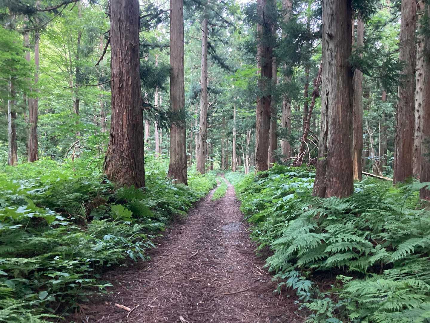 最後の林道。
日が隠れてので涼しい😄