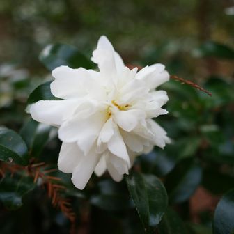 森林植物園の中でサザンカ