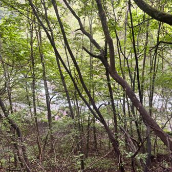 ココが渡渉できたら青木鉱泉にすぐだろうが増水してるみたいやし，素直に回り道