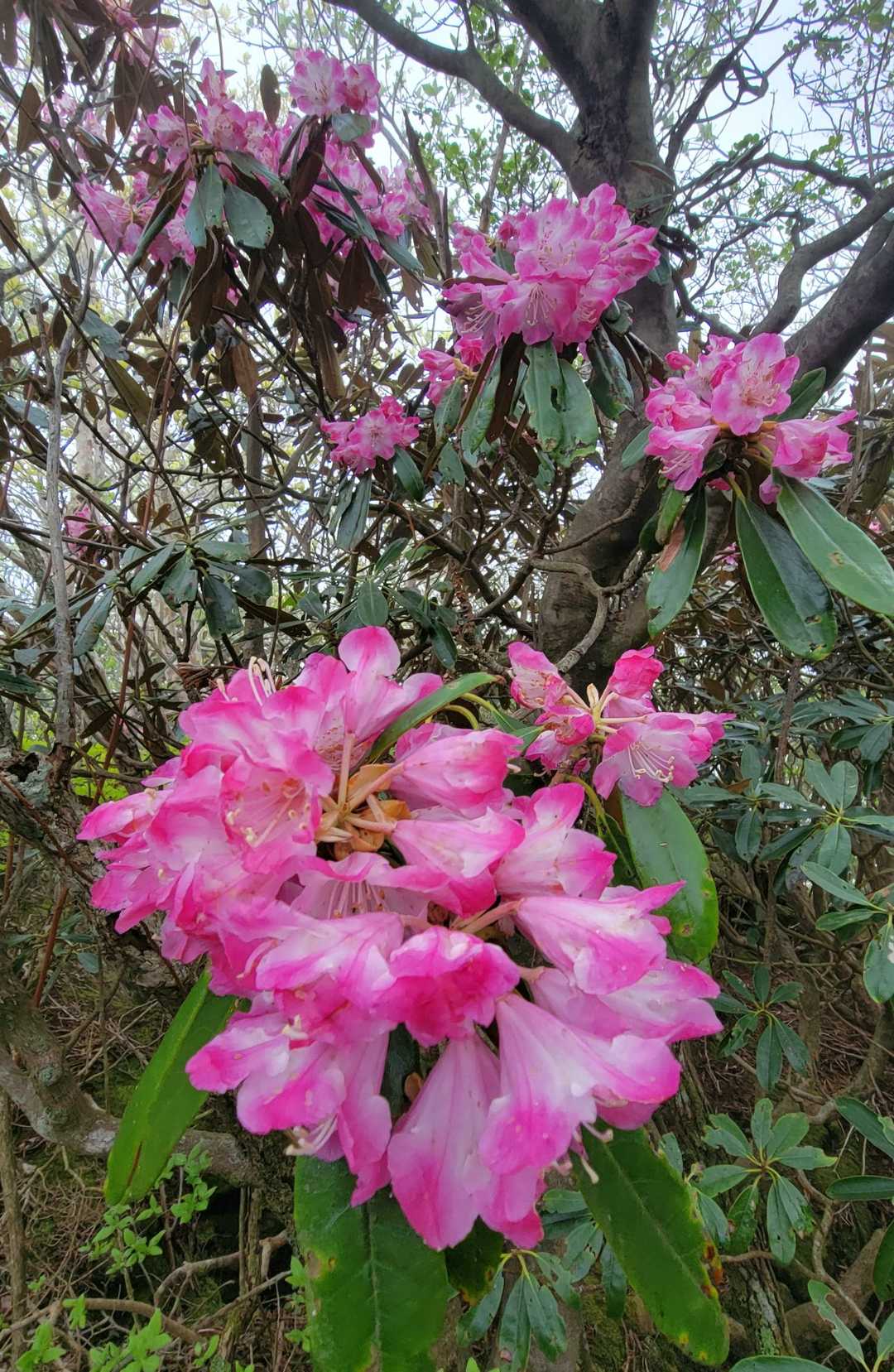 ちょこちょこ現れる綺麗な石楠花に元気を貰う✨