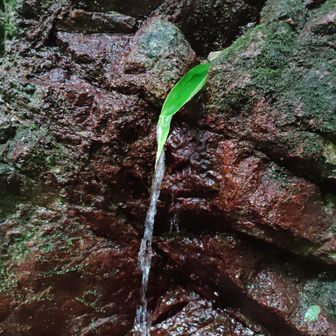 寺谷からGO💨
伏見道は川沿いを歩くので涼しい〜🌿
笹の葉を伝って湧き出ている水が粋です👍
