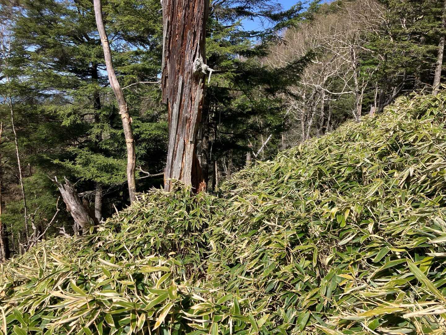 薮漕ぎしていたら後方から悲鳴🙀が！