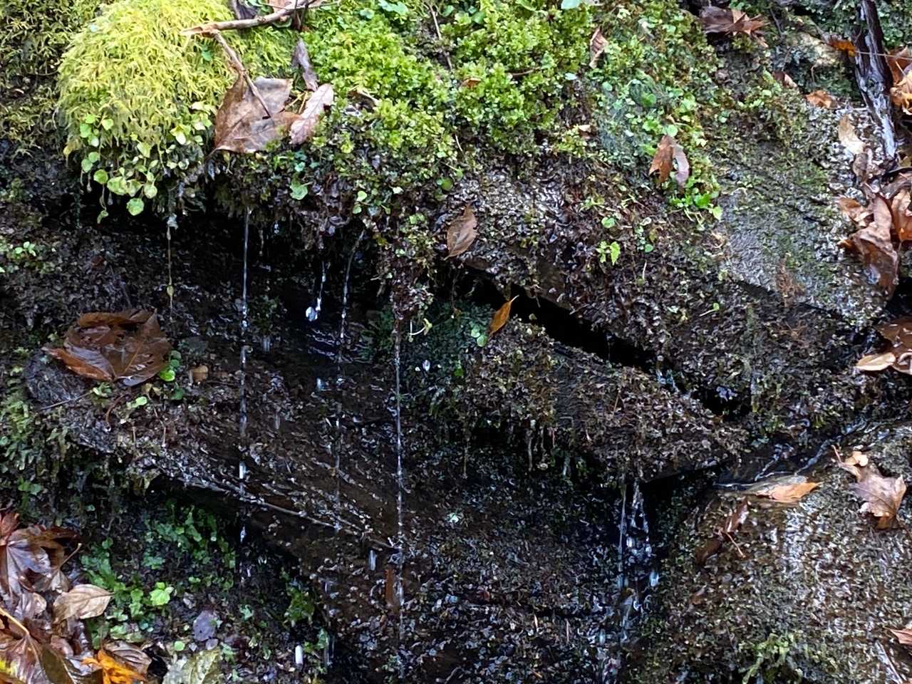 岩から水が💧
優しい水音を聞いてひと休み😌