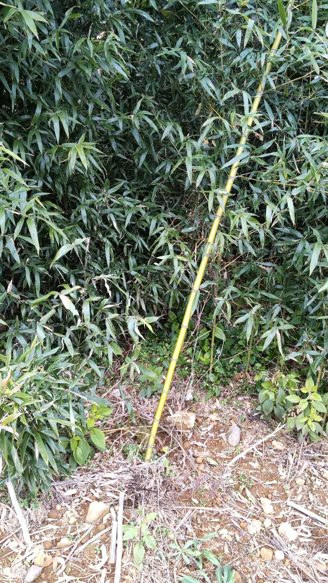 藪行きます。